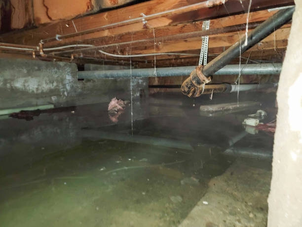 Best Carpet water damage restoration  in Westminster, TX